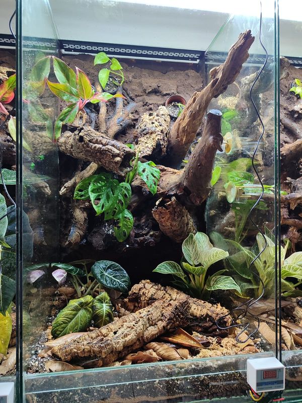 Custom Aboreal Large Enclosure