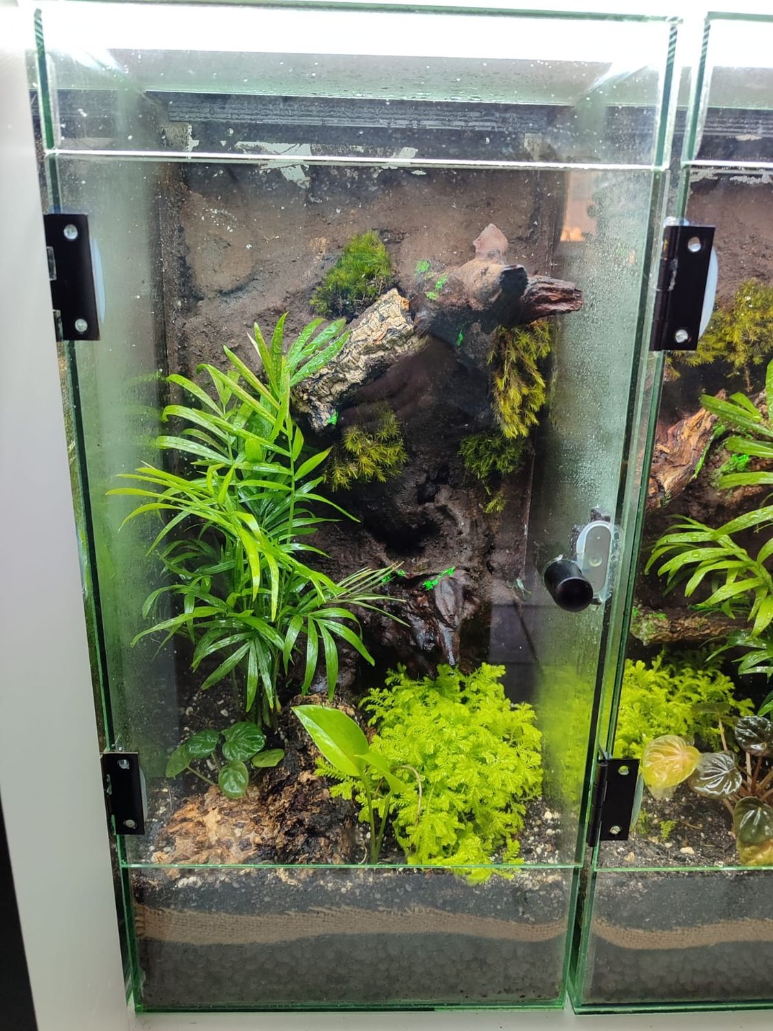 Aboreal Large Enclosures