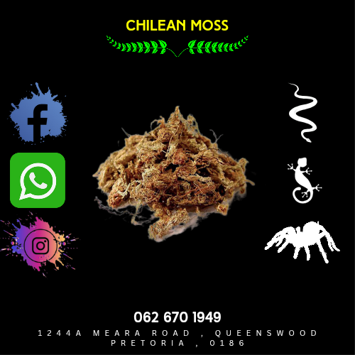 Chillean Moss