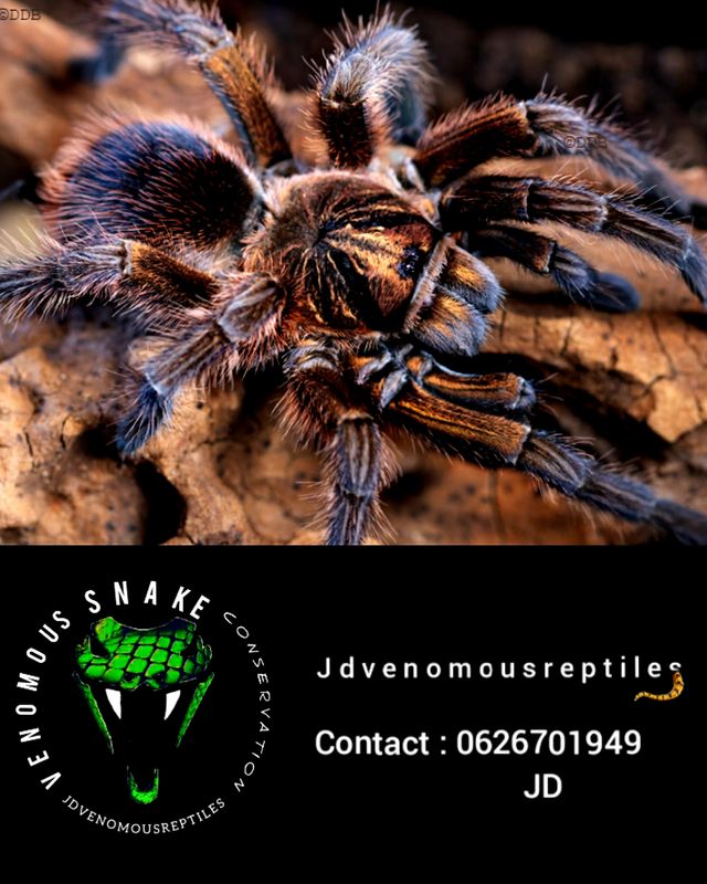 Phormictopus Cancerides &quot;Copper Phase&quot;