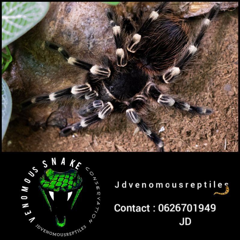 Acanthoscurria Geniculata MM