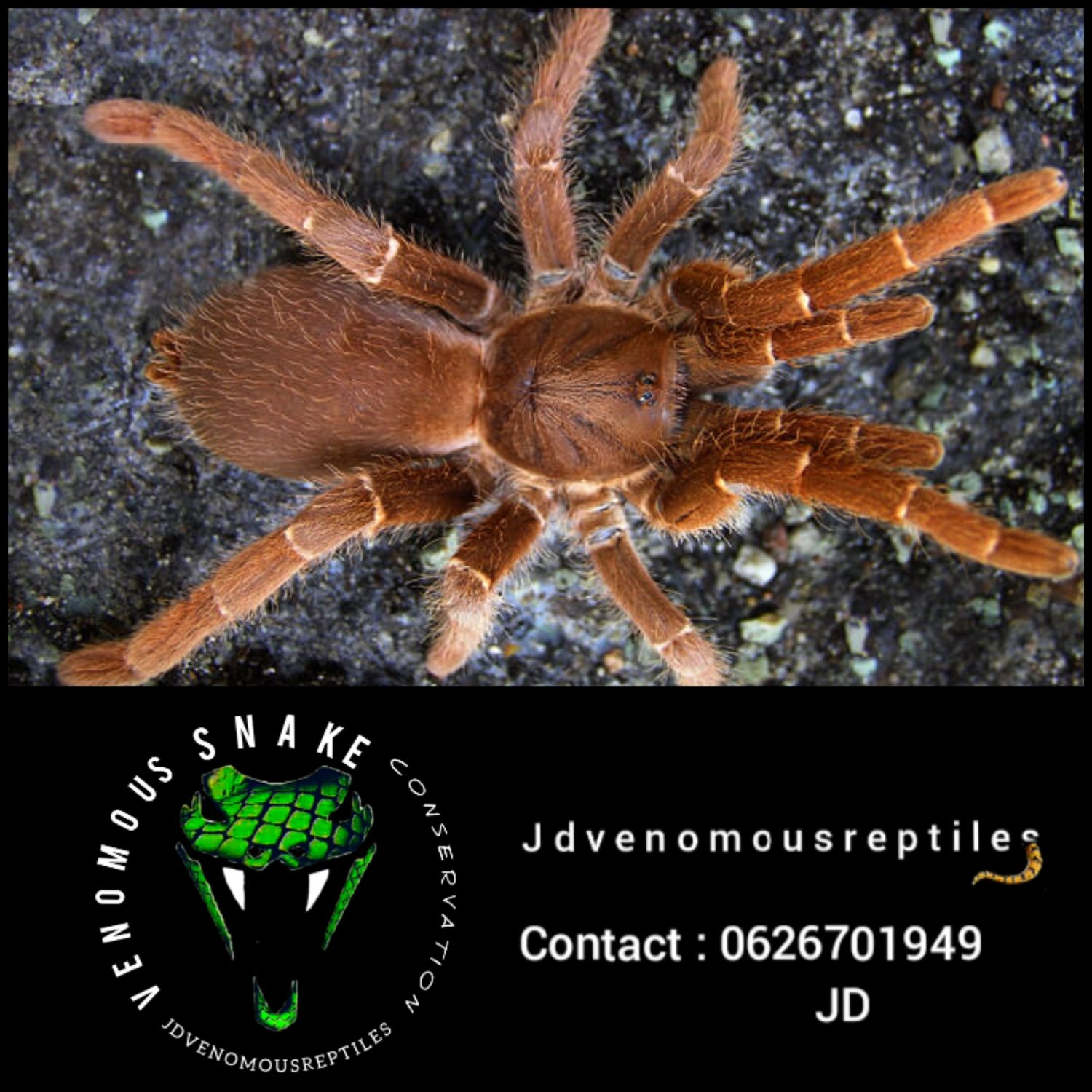 Pelinobius Muticus