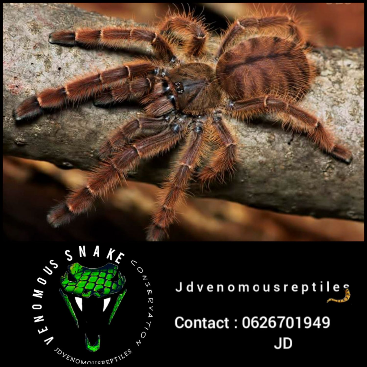 Phormingochilus Rufus