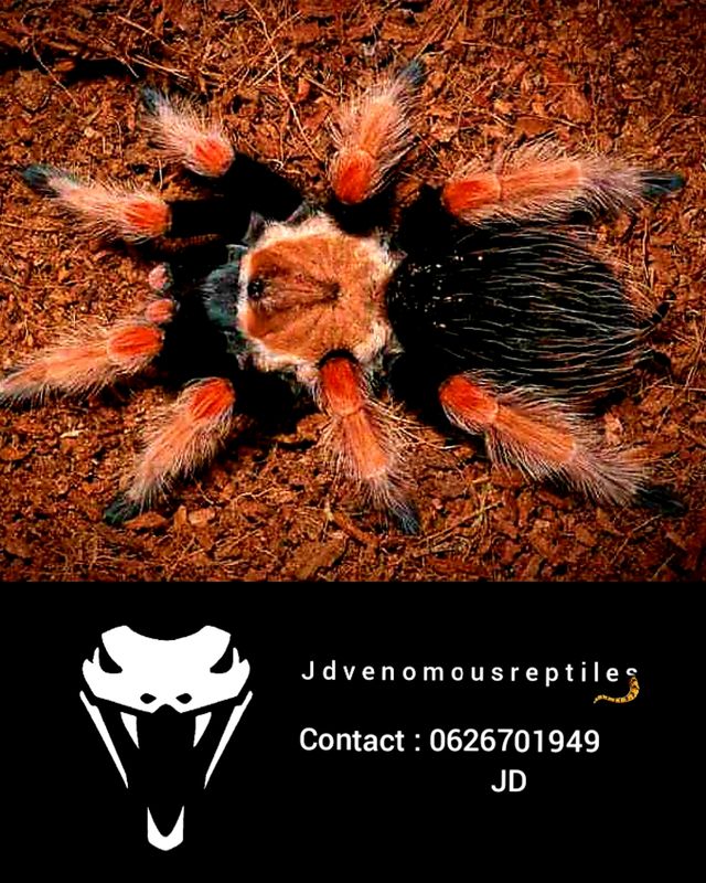 Brachypelma Boehmei