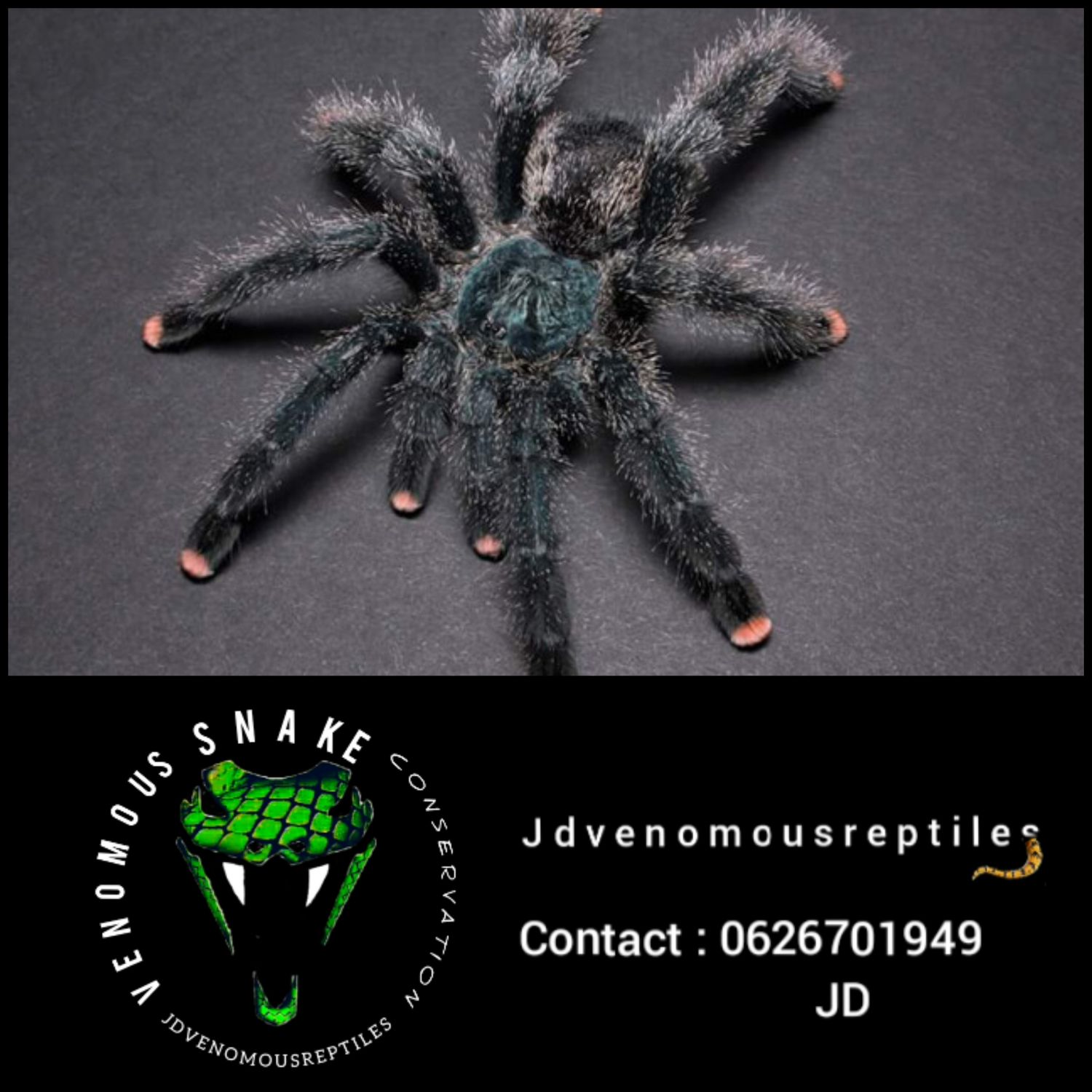 Avicularia Avicularia