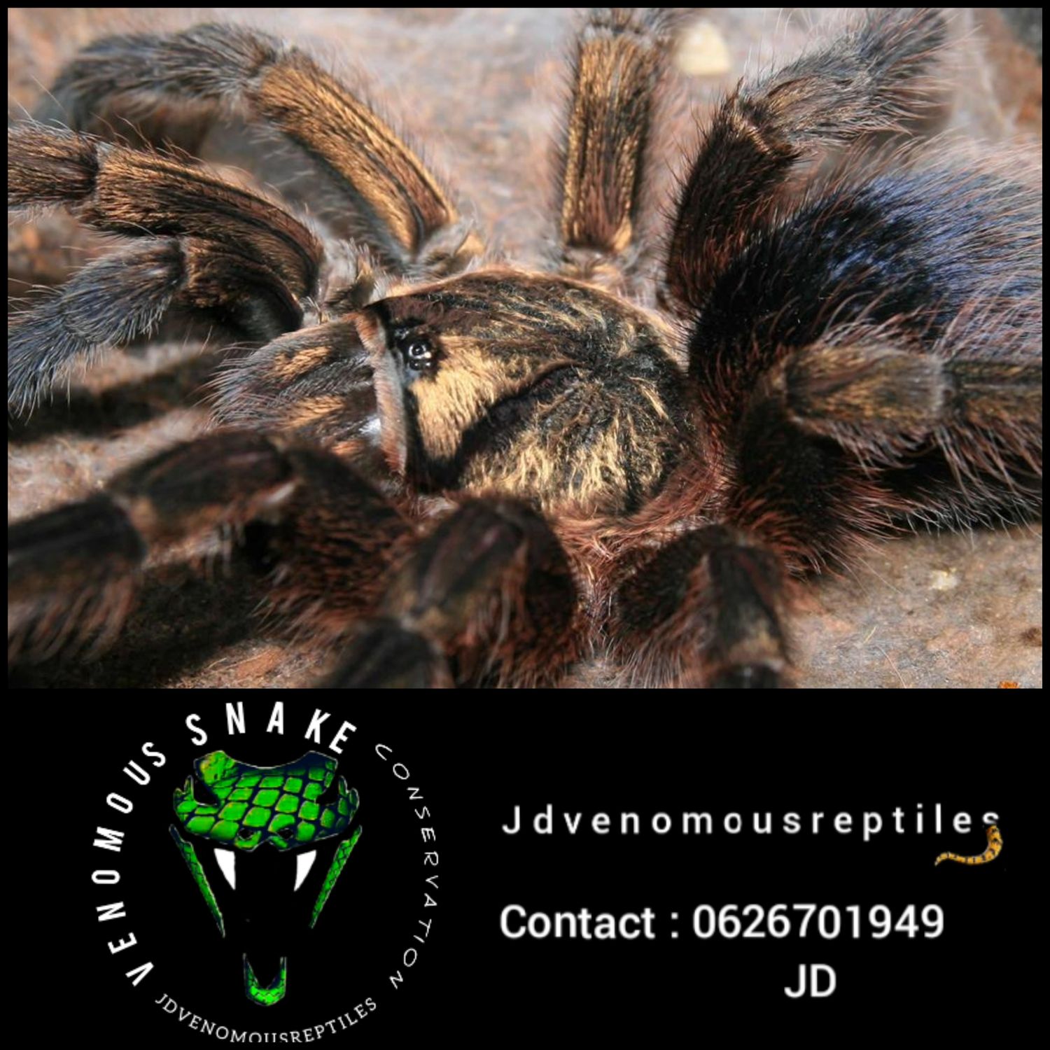 Phormictopus Auratus