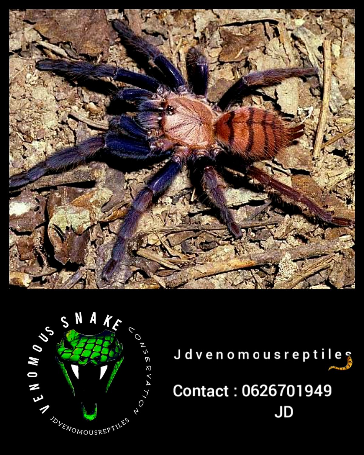 Chilobrachys Fimbriatus MF