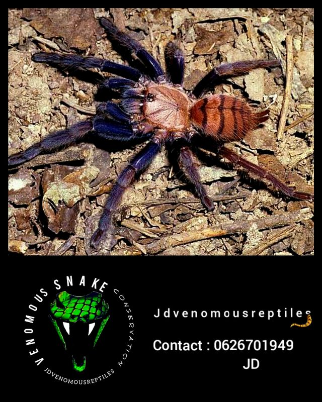 Chilobrachys Fimbriatus MF