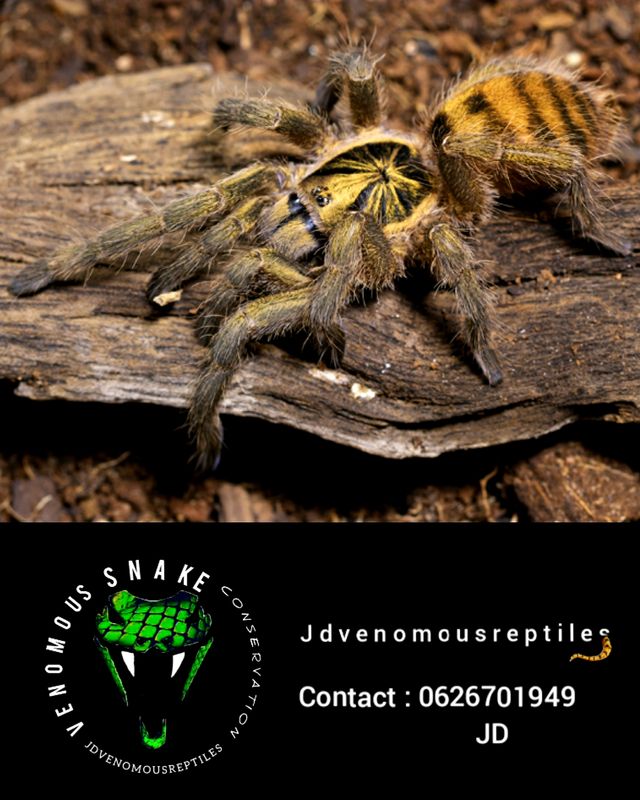 Neoholothele Incei &quot;Olive&quot; MF