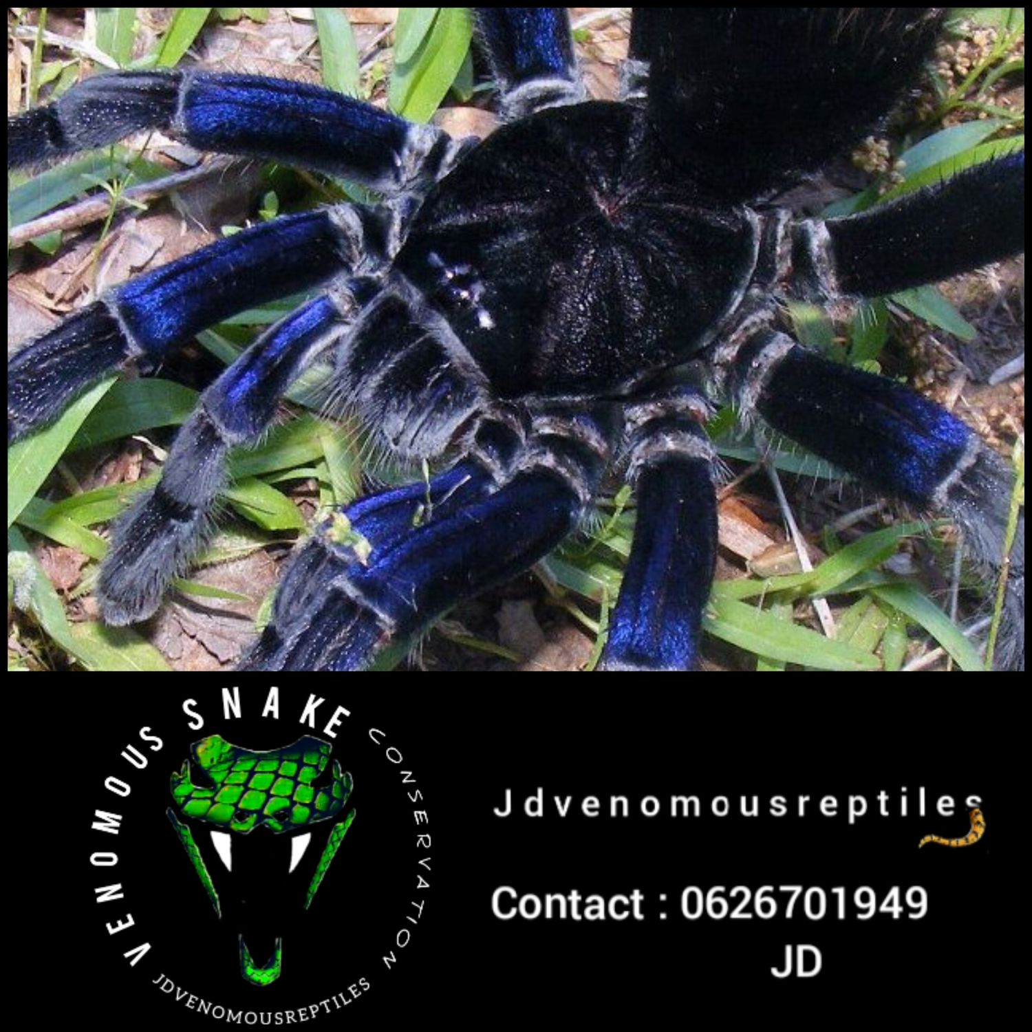 Pamphobeteus Antinous MF