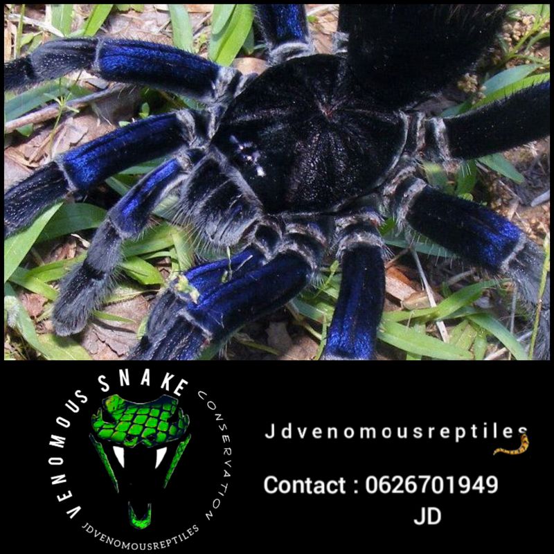 Pamphobeteus Antinous MF