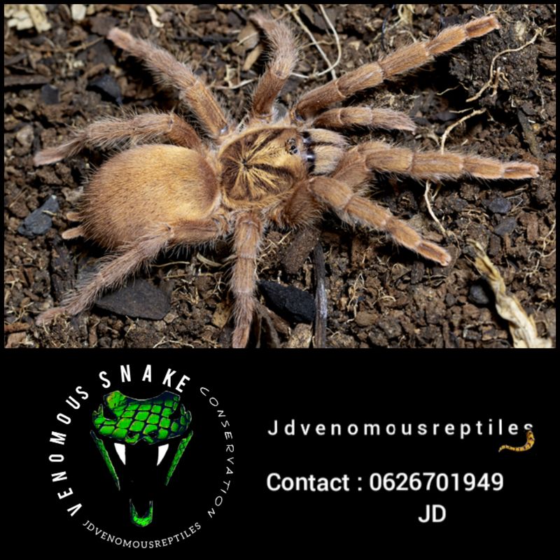 Neoholothele Incei &quot;Gold&quot; MF