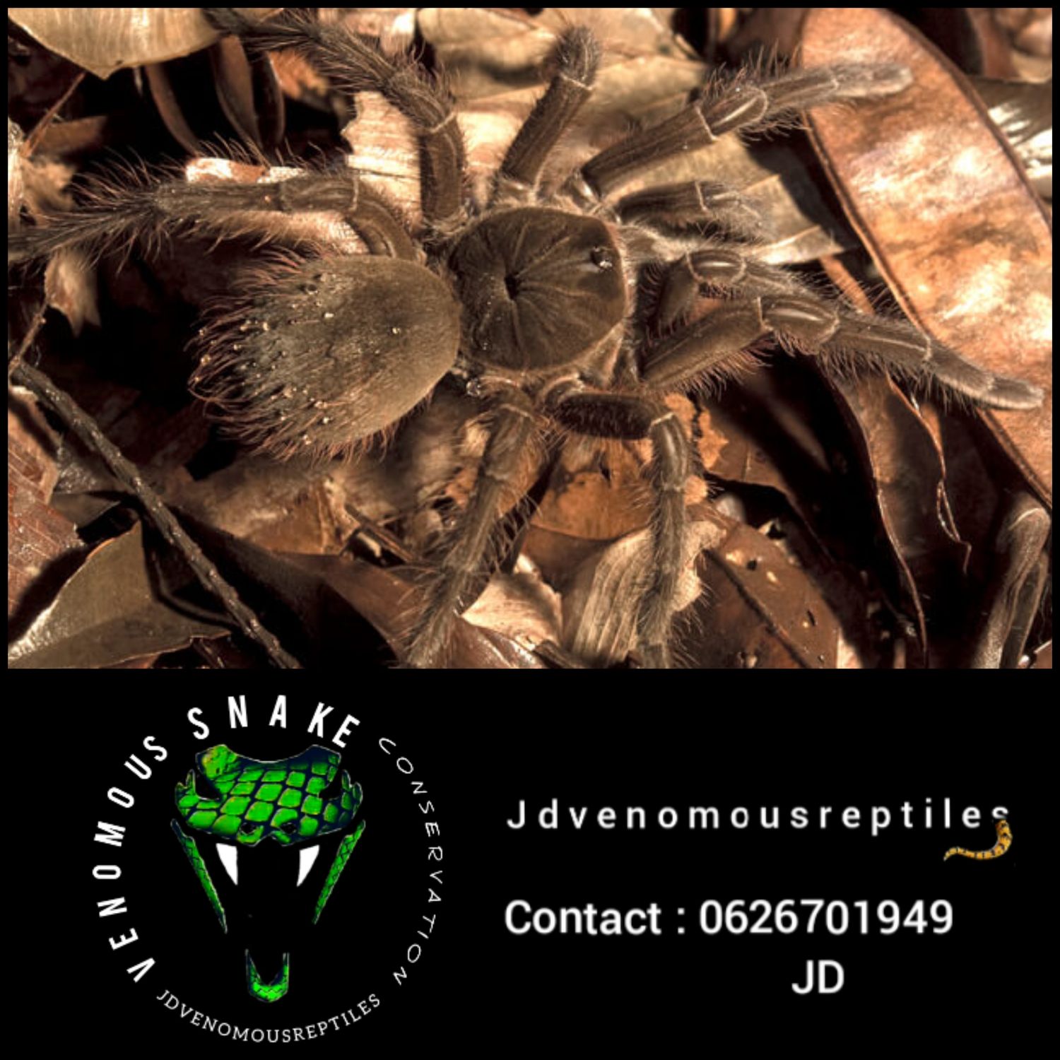 Theraposa Blondi