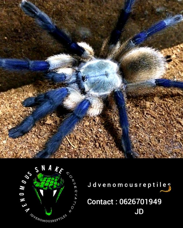 Monocentropus Balfouri MF