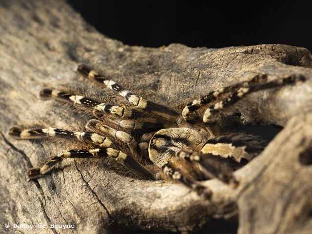 Poecilotheria Ornata