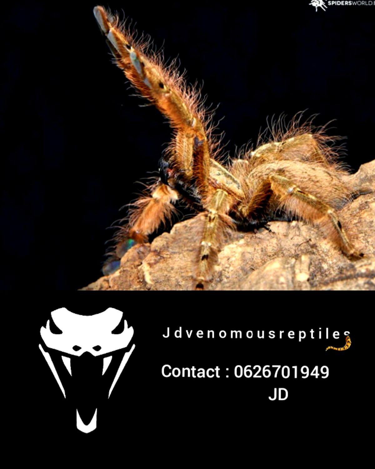 Stromatopelma Calceatum MM
