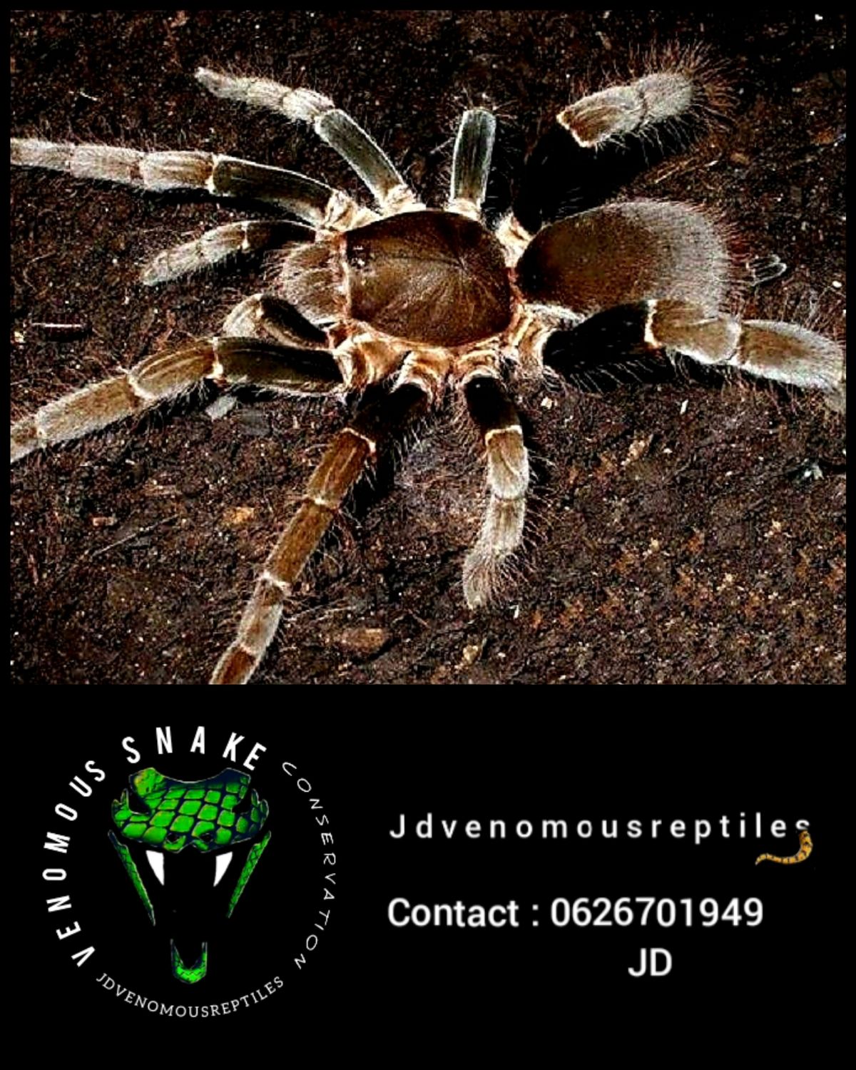 Hysterocrates Gigas MM