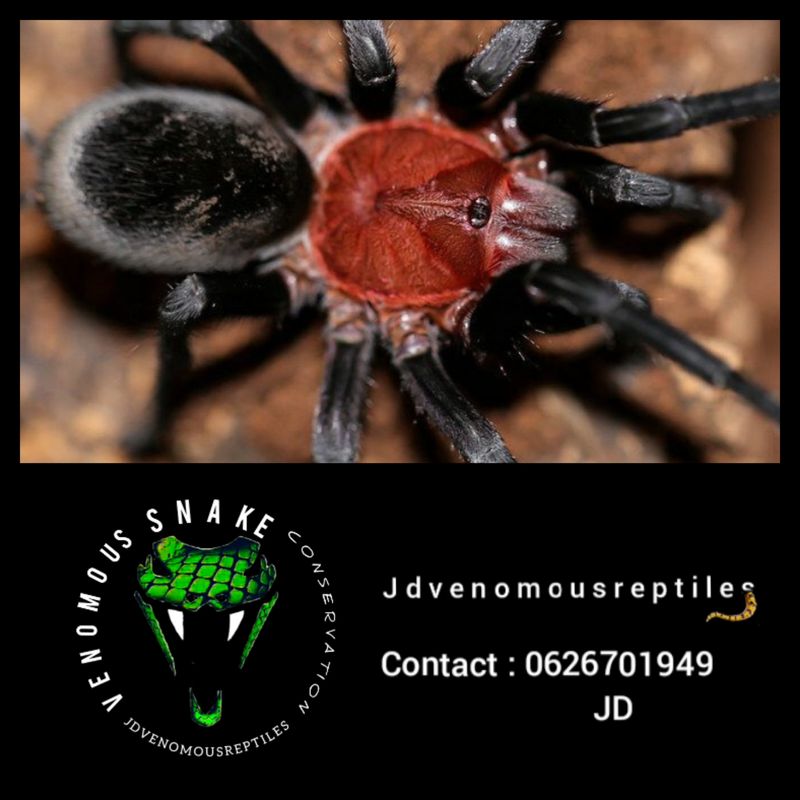 Bumba Horrida