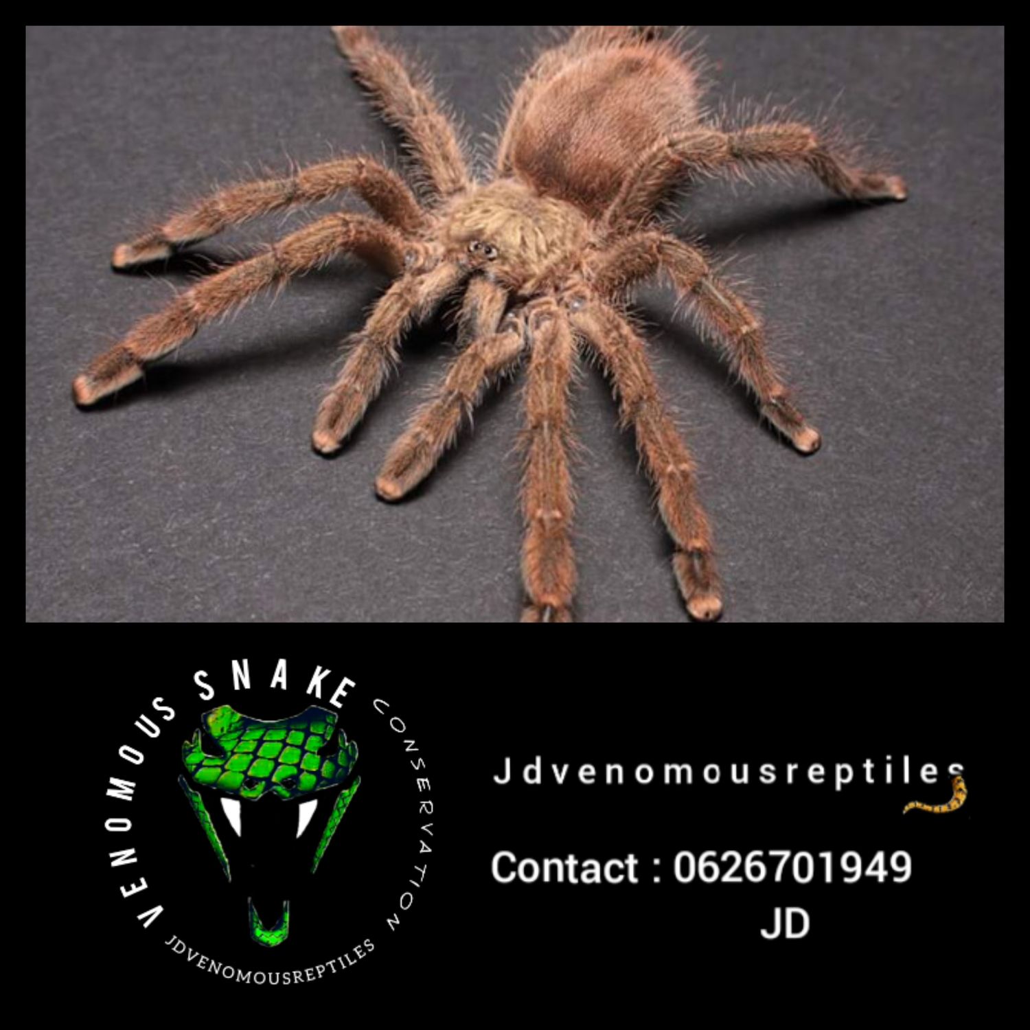 Caribena Laeta