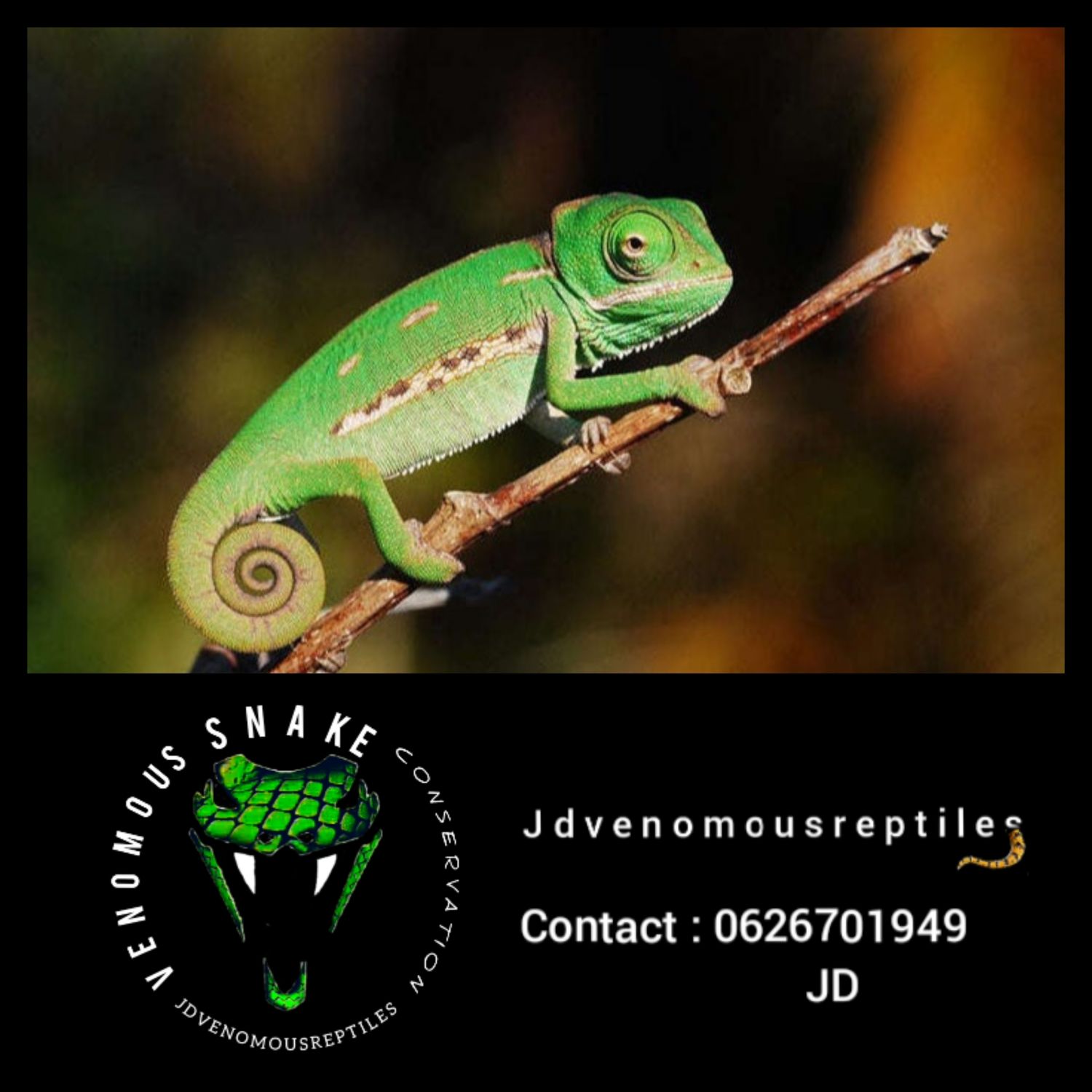 Veiled Chameleon