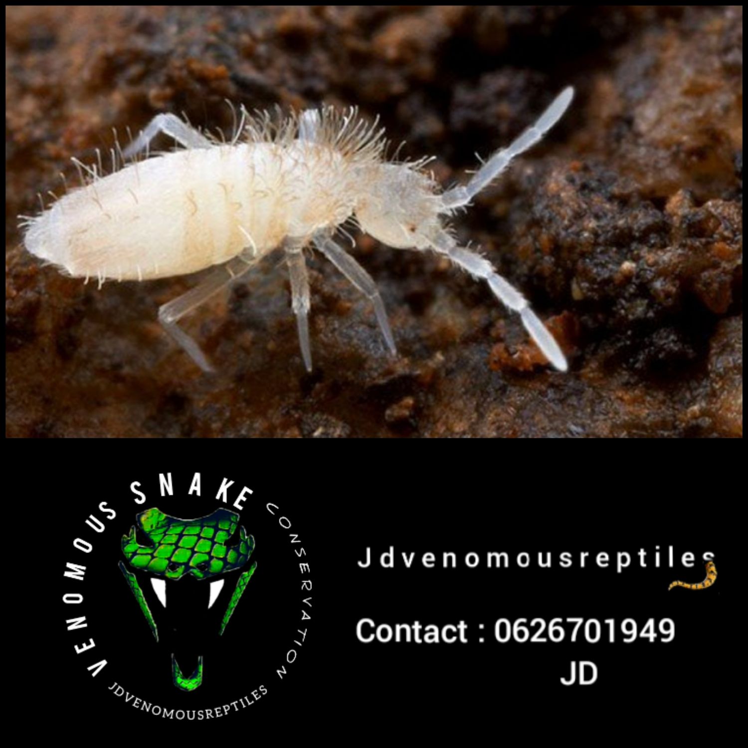 Springtails