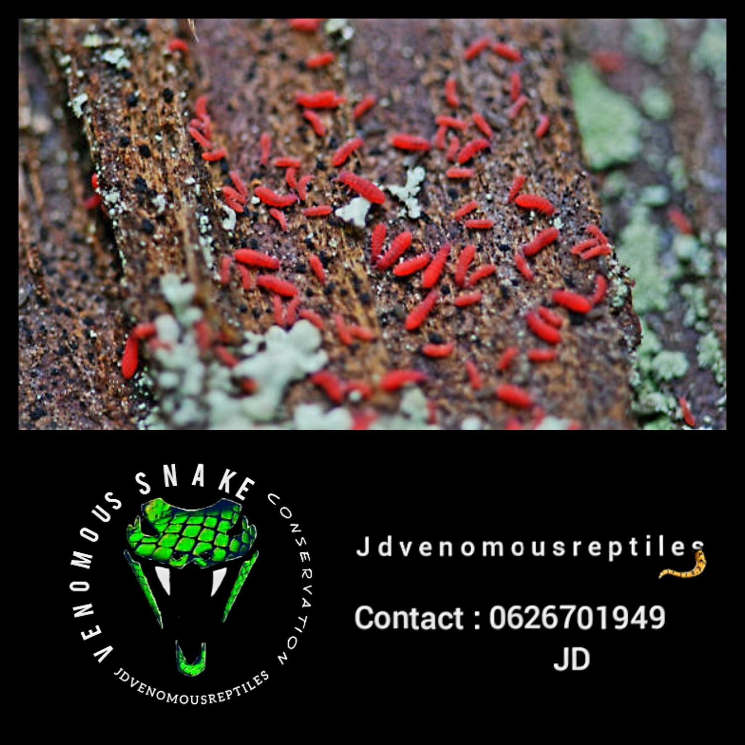 Lobella Sp. Thai Red