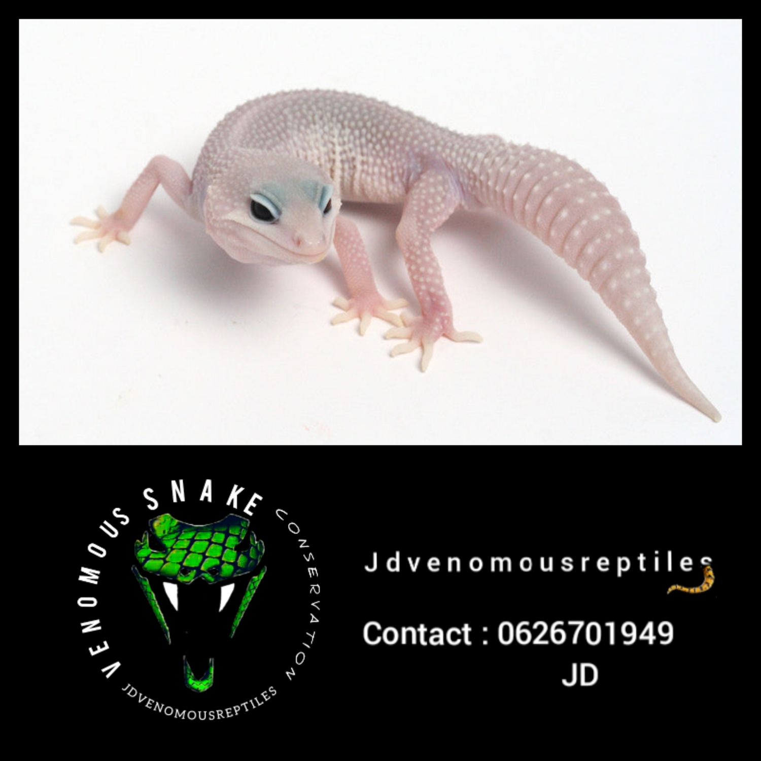 Murphy Patternless Female