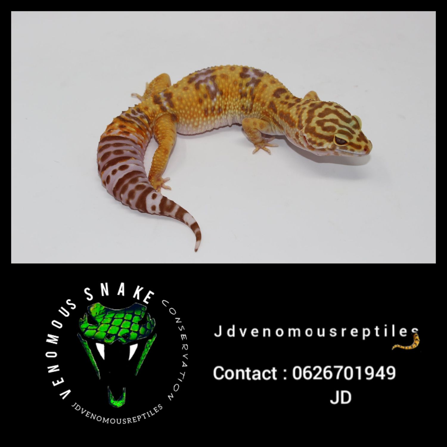 Tremper Albino Male