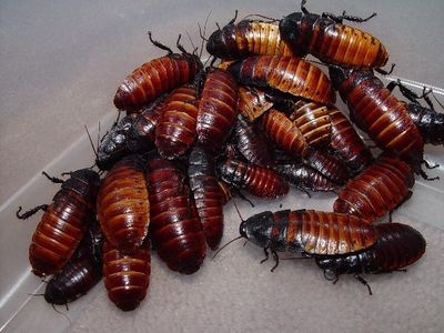 Roaches