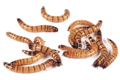 Worms