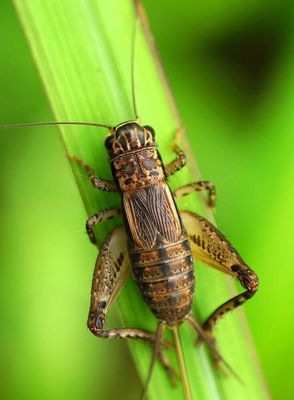 Crickets