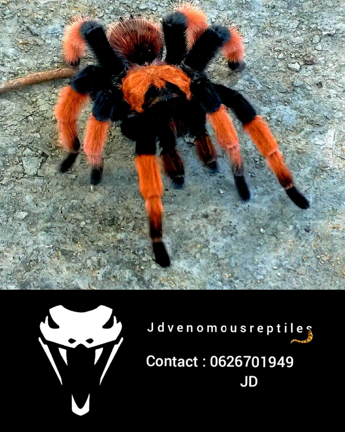 Brachypelma Emilia MF