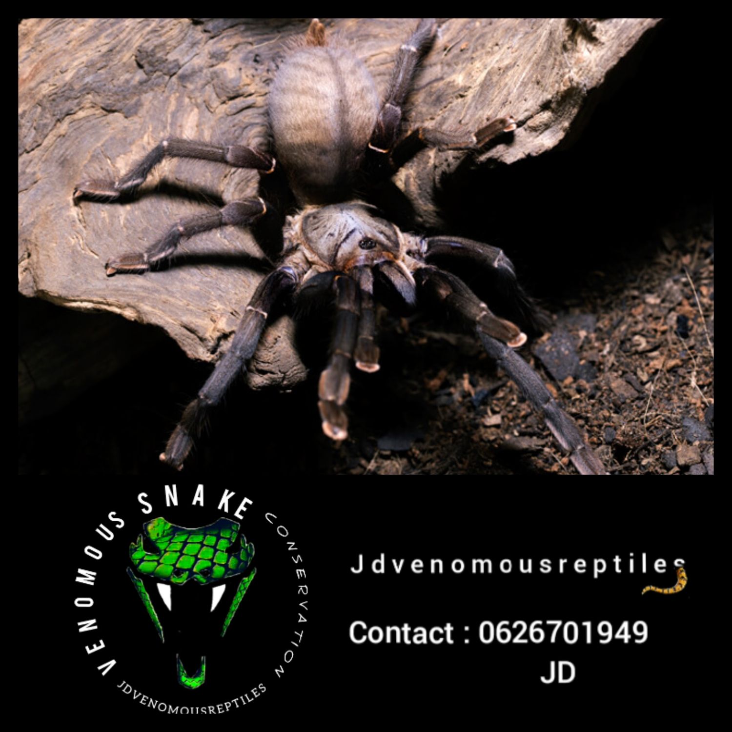 Cyriopagopus Minax MF