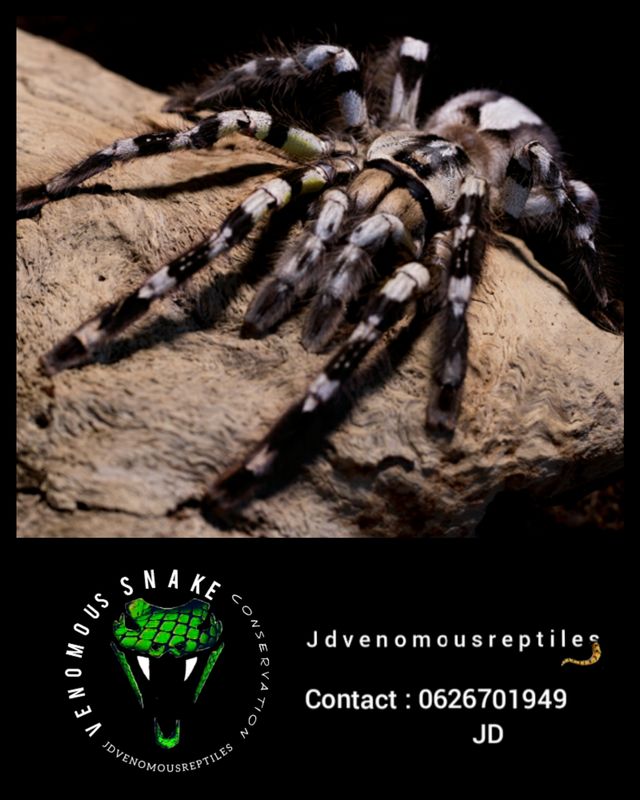 Poecilotheria Regalis