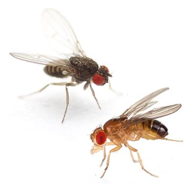 Feeder Flies