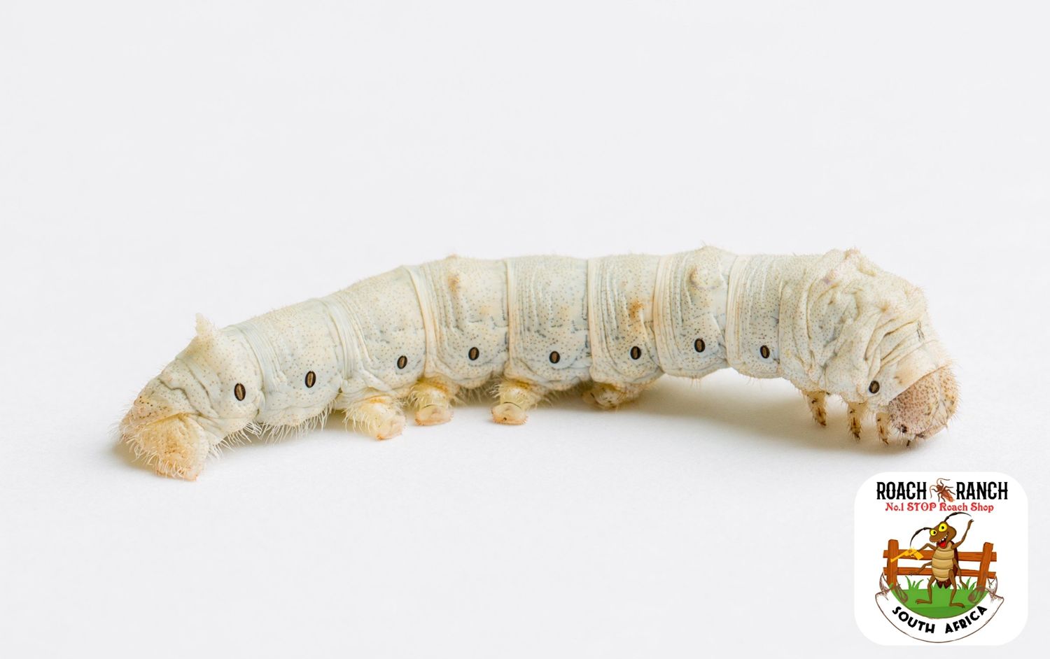 Silkworms