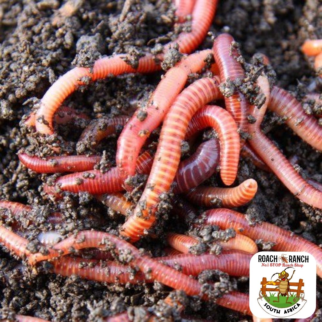 Red Wigglers