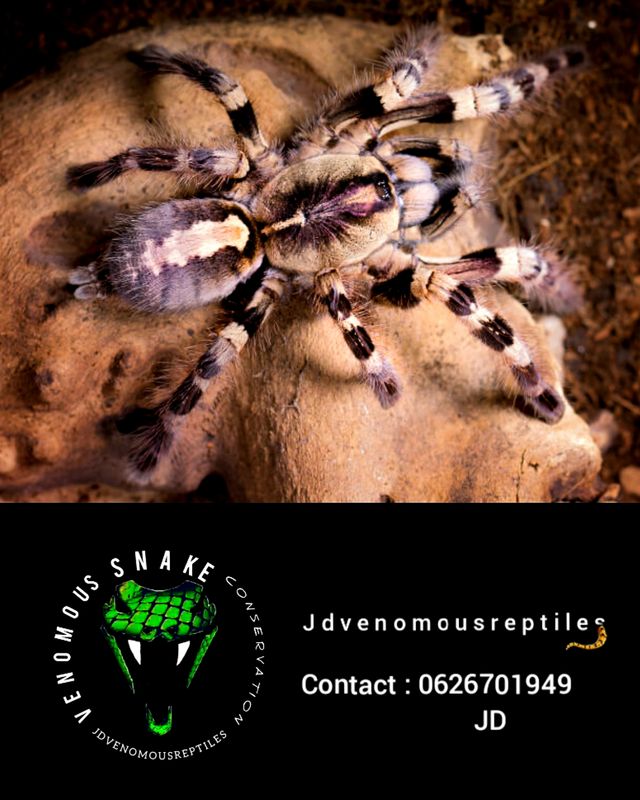 Poecilotheria Tigrinawesseli