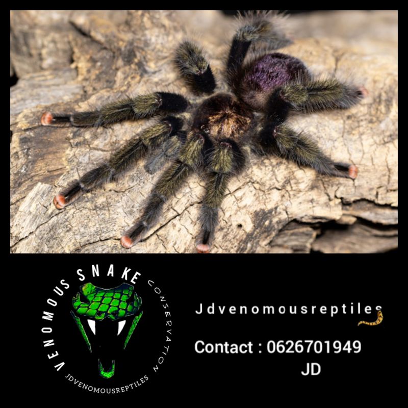 Avicularia Sp. Pulcallpa