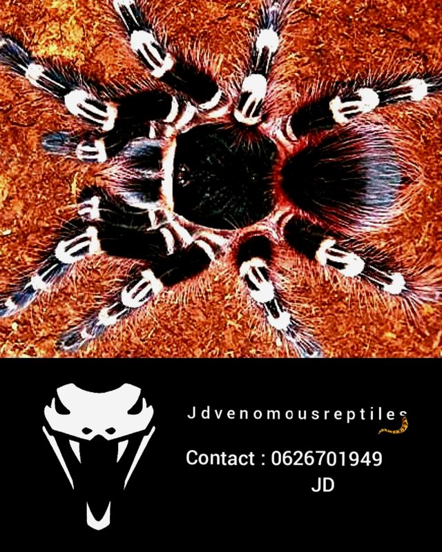 Acanthoscurria Geniculata