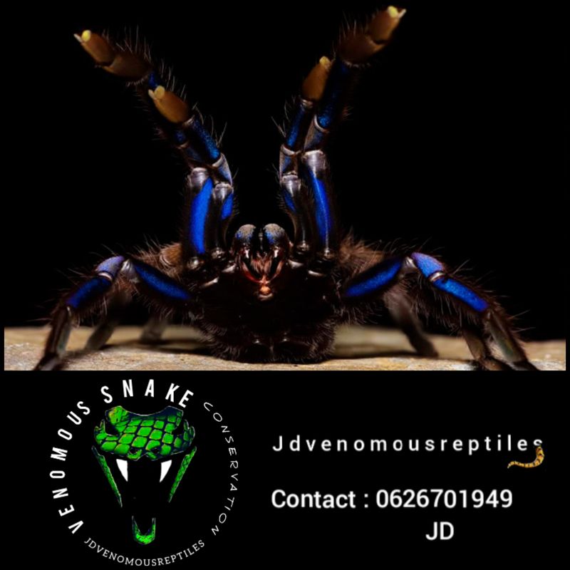 Chilobrachys Natanicharum Pair