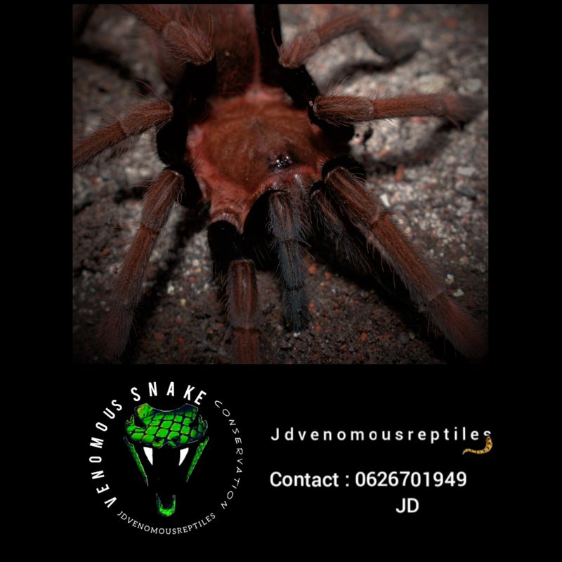 Sericopelma Sp. Santa Catalina Pair