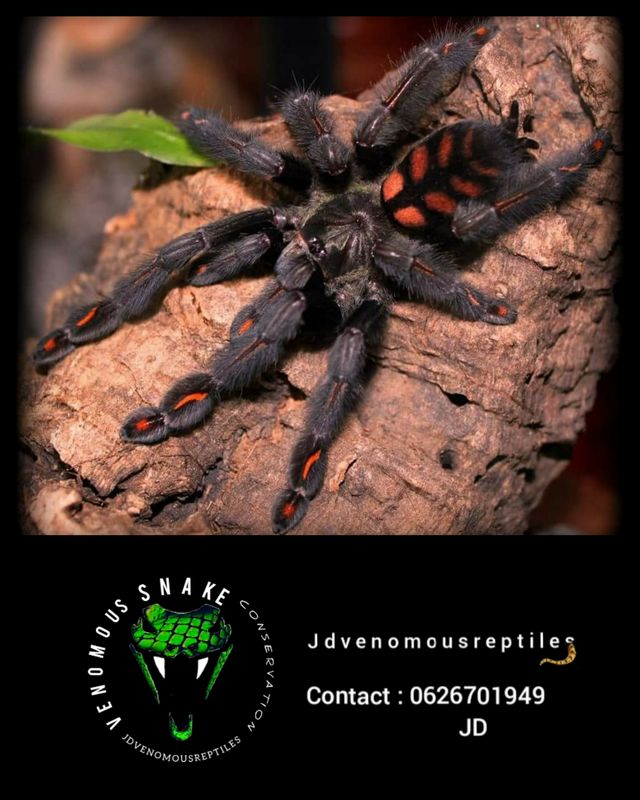 Psalmopeous Irminia Pair