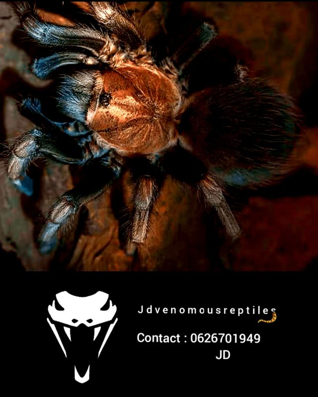 Lasiodorides Polycuspulatus pair