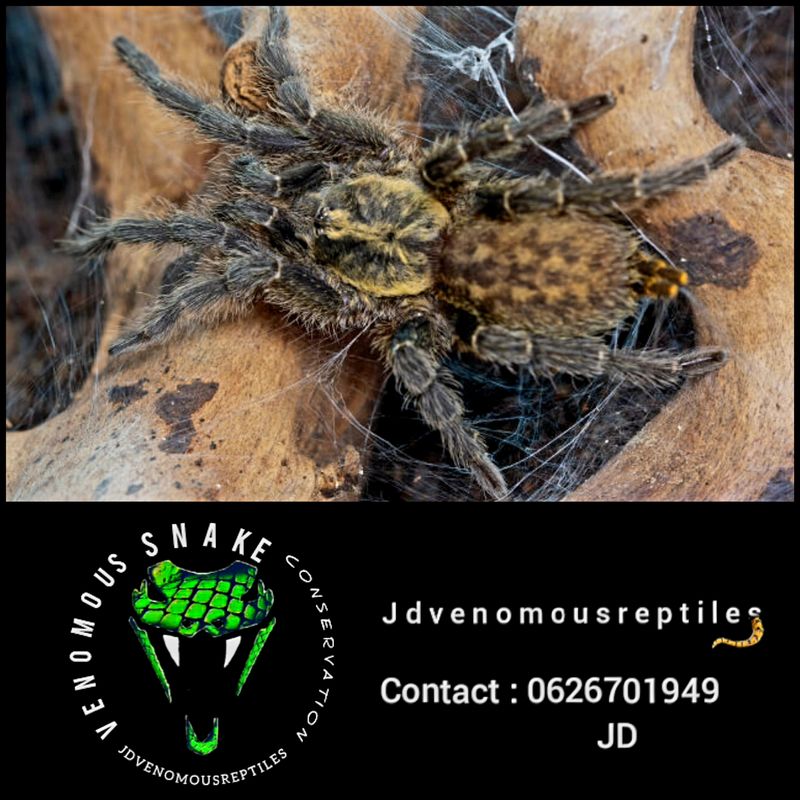 Heterothele Villosella MF