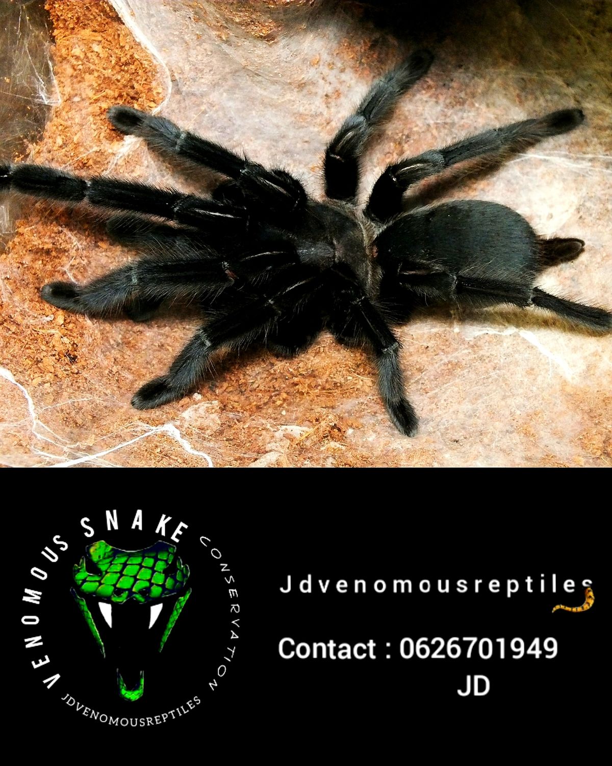 Chilobrachys Sp. Kaeng Krachan MF