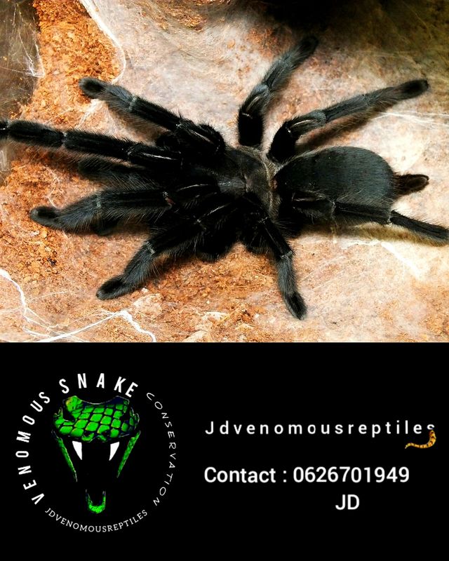 Chilobrachys Sp. Kaeng Krachan MF