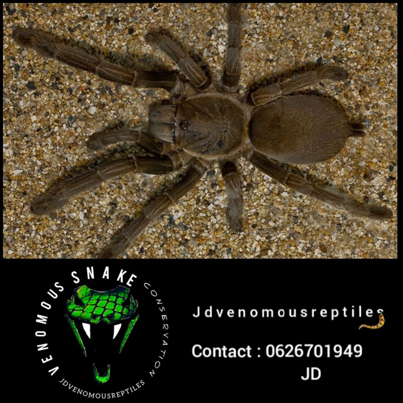 Selenocosmia Crassipes