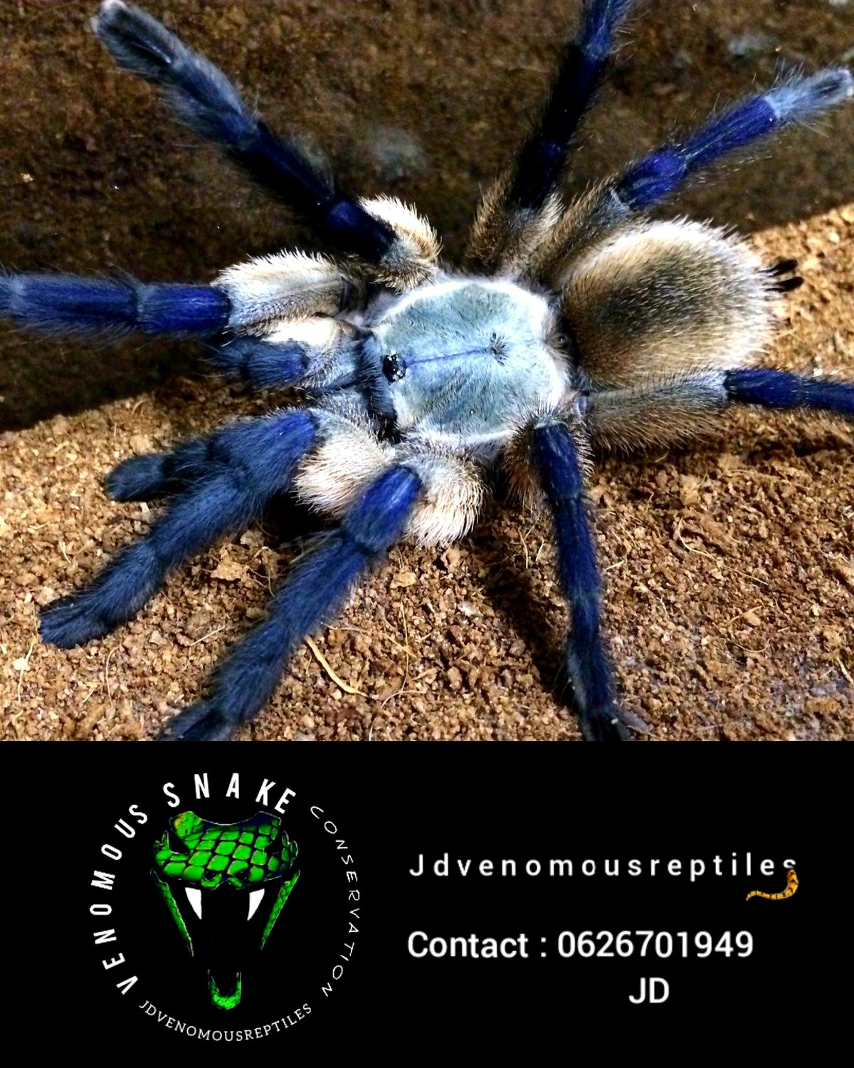 Monocentropus Balfouri Pair