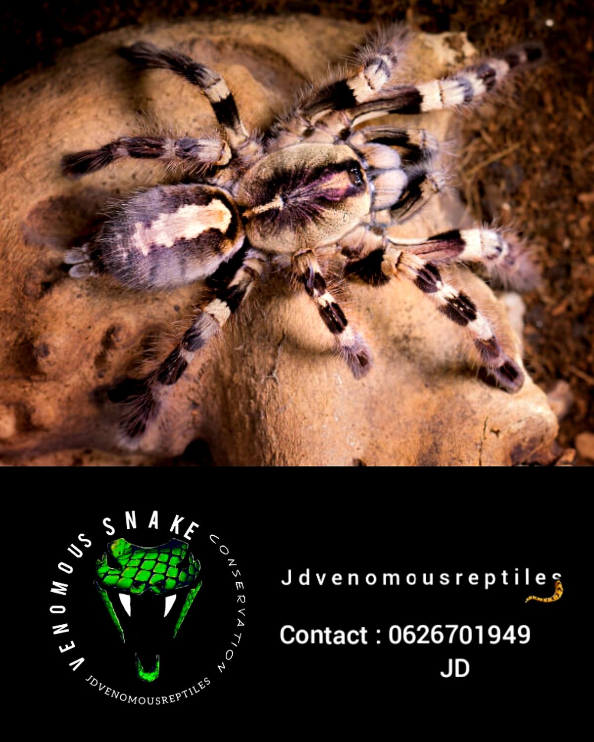 Poecilotheria Tigrinawesseli Pair